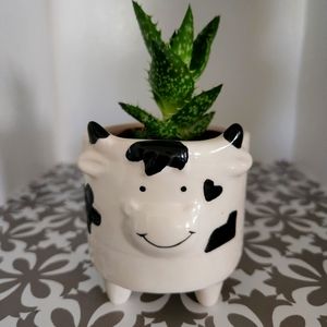 Ceramic plant pot